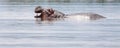 Hippopotamus in water with mouth open