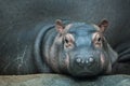 Hippopotamus (Hippopotamus amphibius). Royalty Free Stock Photo