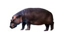 Hippopotamus Hippopotamus amphibius. Young female of the hippo isolated on white background Royalty Free Stock Photo