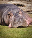 A hippopotamus (Hippopotamus amphibius) from the Zoo Royalty Free Stock Photo