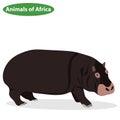 Hippopotamus, a Hippopotamus icon, African animals