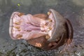 Hippopotamus or hippos open mouth jaws Royalty Free Stock Photo