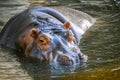 Hippopotamus/hyppopotamus in water Royalty Free Stock Photo