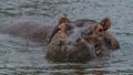 Hippopotamus inside the water in nile river