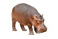 Hippopotamus isolated Royalty Free Stock Photo