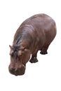 Hippopotamus Royalty Free Stock Photo