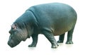 Hippopotamus isolated on white background Royalty Free Stock Photo