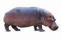 Hippopotamus isolated