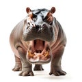 hippopotamus isolated.Generative Ai Royalty Free Stock Photo