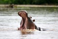 Hippopotamus Jaws Royalty Free Stock Photo
