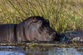 Hippopotamus in the Khwai River - Botswana Royalty Free Stock Photo