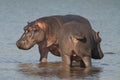 Hippopotamus , Kruger National Park