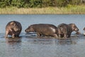 Hippopotamus , Kruger National Park
