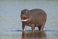 Hippopotamus , Kruger National Park