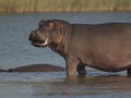 Hippopotamus , Kruger National Park