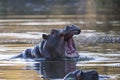 Hippopotamus , Kruger National Park