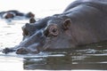 Hippopotamus , Kruger National Park