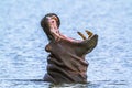 Hippopotamus in Kruger National park, South Africa Royalty Free Stock Photo