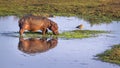 Hippopotamus in Kruger National park, South Africa