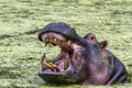 Hippopotamus in Kruger National park, South Africa Royalty Free Stock Photo