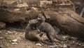 Common dwarf mongoose in Kruger National park, South Africa