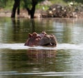 Hippopotamus Royalty Free Stock Photo