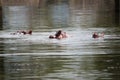 Hippopotamus at lake Royalty Free Stock Photo