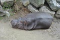 Hippopotamus on land