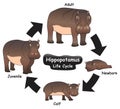 Hippopotamus Life Cycle Infographic Diagram