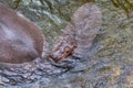 Hippopotamus living in water lake, Hippopotamidae, Baby Hippopotamus amphibius