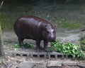 Hippopotamus Lunch Time at the Zoo