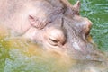 Hippopotamus lying in river Royalty Free Stock Photo