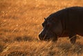 Hippopotamus in Masai Mara during sunrise Royalty Free Stock Photo