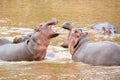 Hippopotamus in Masai river at Masai Mara National park in Kenya, Africa. Wildlife animals Royalty Free Stock Photo