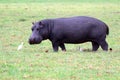 Hippopotamus in the meadow Royalty Free Stock Photo