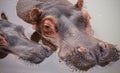 Hippopotamus, mother with baby