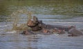 Hippopotamus Mother and baby, Hippopotamus amphibius, Maasai Mara