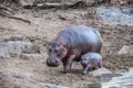 Hippopotamus mother with baby near the river