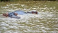 Hippo mother and calf Royalty Free Stock Photo