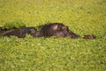 Hippopotamus mother and calf