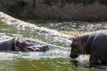 Hippopotamus mother with her baby inside the water