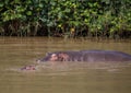 Hippopotamus mother with her baby in the water at the ISimangaliso Wetland Park Royalty Free Stock Photo