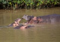 Hippopotamus mother kissing with her child in the water at the ISimangaliso Wetland Park Royalty Free Stock Photo