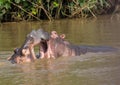 Hippopotamus mother kissing with her child in the water at the ISimangaliso Wetland Park Royalty Free Stock Photo