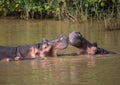 Hippopotamus mother kissing with her child in the water at the ISimangaliso Wetland Park Royalty Free Stock Photo