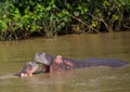 Hippopotamus mother kissing with her child in the water at the ISimangaliso Wetland Park Royalty Free Stock Photo