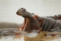 Hippopotamus mother with open mouth and her children around her