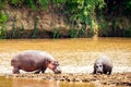 Hippopotamus near Masai river at Masai Mara National park in Kenya, Africa. Wildlife animals Royalty Free Stock Photo