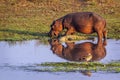 Hippopotamus and Nil crocodile in Kruger National park, South Af