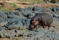 A Hippopotamus nudging a Nile crocodile from its path Royalty Free Stock Photo